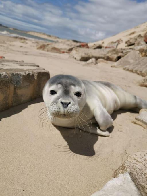 Cozy D'Opale Charmant T1 Bord De Mer Cour Privee Et Clot Wifi 3 Pers Animaux Acceptes Gratuit Διαμέρισμα Berck Εξωτερικό φωτογραφία
