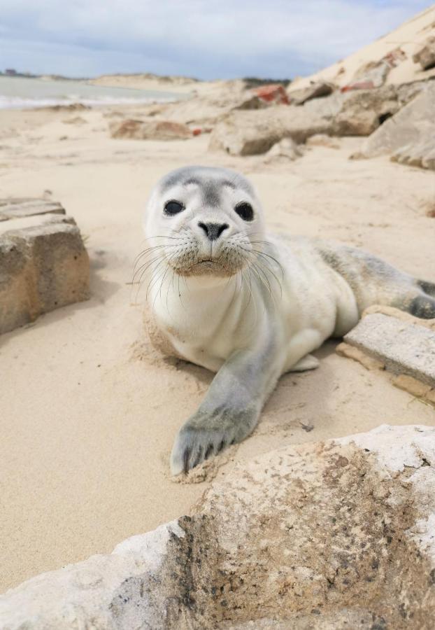 Cozy D'Opale Charmant T1 Bord De Mer Cour Privee Et Clot Wifi 3 Pers Animaux Acceptes Gratuit Διαμέρισμα Berck Εξωτερικό φωτογραφία
